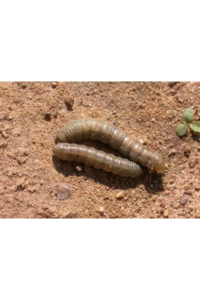 Ініціатор, 25 г